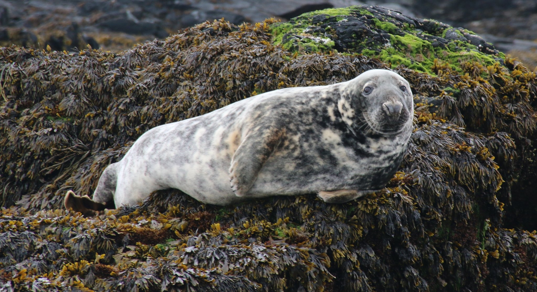Watching Wildlife Well: Seals of St Clements